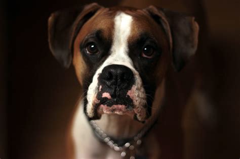  Boxers reach full maturity at three years, boasting intelligence, alertness, and fearlessness, while remaining friendly
